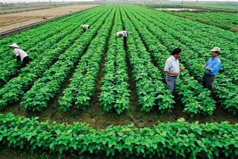 Chị Tư “Vườn Hồng”: Biến Đất Nông Nghiệp Thành Điểm Đến Du Lịch